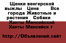 Щенки венгерской выжлы › Цена ­ 1 - Все города Животные и растения » Собаки   . Ханты-Мансийский,Ханты-Мансийск г.